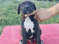 cane corso nero